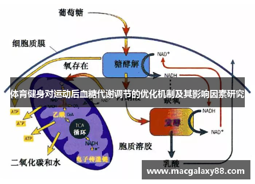 体育健身对运动后血糖代谢调节的优化机制及其影响因素研究