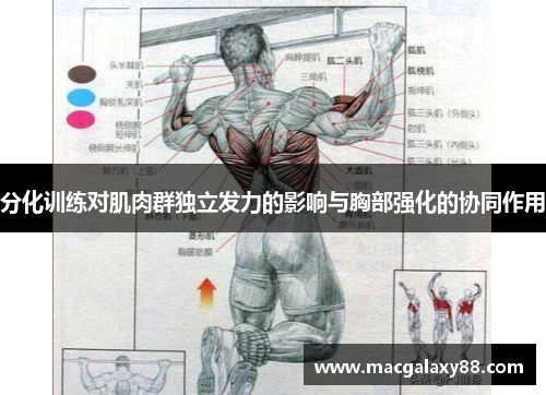 分化训练对肌肉群独立发力的影响与胸部强化的协同作用